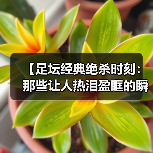 【足坛经典绝杀时刻：那些让人热泪盈眶的瞬间】（图4）
