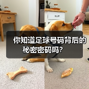 你知道足球号码背后的秘密密码吗？（图2）